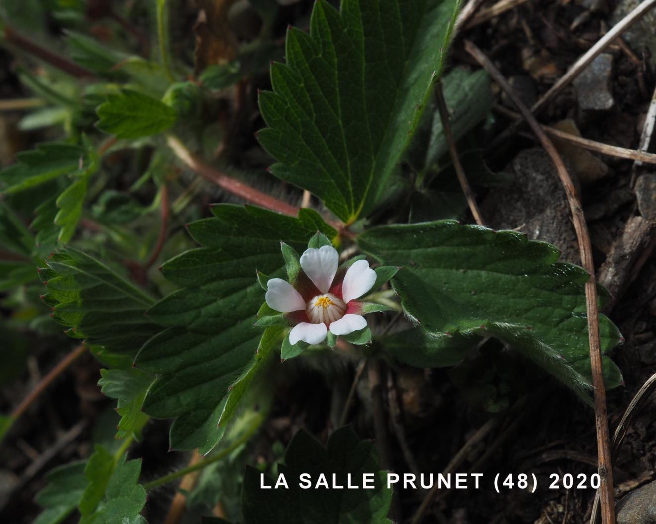 Cinquefoil, [Small-flowered]